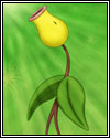 Bellsprout's Sunny Afternoon
