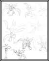 Sketch Page Scyther